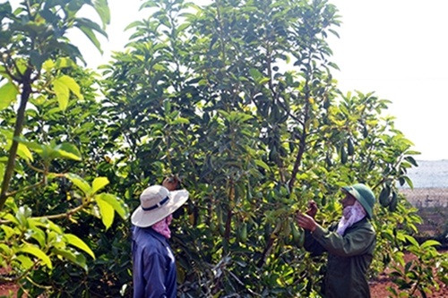 Năm 2015, gia đình anh Tiệp thu hoạch được 3 tấn bơ tứ quý, bán với giá bình quân là 35.000 đồng/kg, trong khi các loại bơ thông thường chỉ 8.000 – 10.000 đồng/kg. Ảnh: Cand.