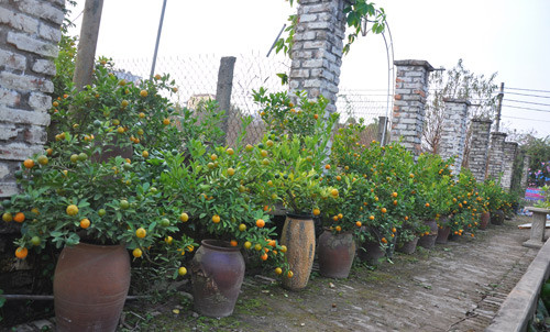 Sản phẩm quất cảnh bonsai cũng đang được anh Hàm triển khai làm rất thành công. Trần Quang Sản phẩm quất cảnh bonsai cũng đang được anh Hàm triển khai làm rất thành công. Trần Quang