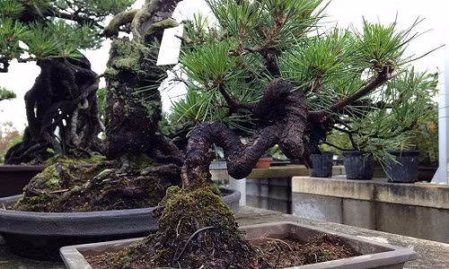 Thân xoắn vô cùng kỳ công của nghệ nhân. Ảnh: FB Bonsai Cường.