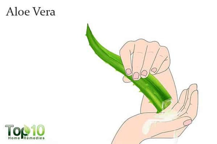 Lô hội: Để giải quyết bàn tay nhăn nheo, lô hội cũng rất hiệu quả. Gel lô hội chứa các đặc tính giữ ẩm tự nhiên giúp duy trì độ ẩm trong da và ngăn ngừa các dấu hiệu lão hóa sớm như nếp nhăn. Ngoài ra, gel chứa polysaccharides kích thích tái tạo da, đồng thời tạo thành một lớp bảo vệ trên da và cải thiện tông màu da.