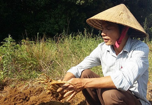 Thời điểm tốt nhất trồng sâm dây là từ tháng 5 đến tháng 6 dương lịch. Ảnh: Kon Tum.