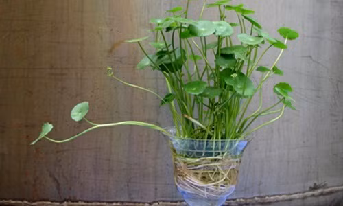 Loài cây này có thể phát triển trên mặt đất ẩm ướt hoặc mọc trong nước. Ảnh: Caycanhthanglong.