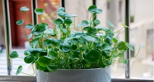 Rau má thường mọc thành từng mảng dạng thảm thấp 10-15cm. Ảnh: Phapluatplus.