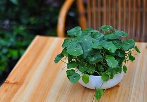 Cây rau má nhỏ gầy, mềm yếu dễ tẻ nhánh và mang nhiều lá. Ảnh: Bancaynoithat.