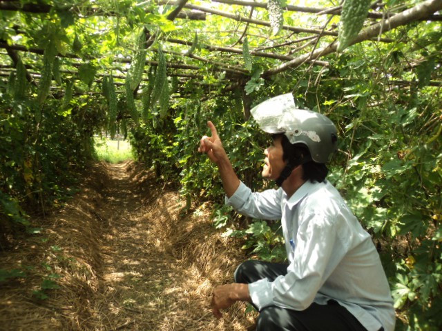 Với 4 sao mướp đắng, mùa trái vụ gia đình ông Cường có thu nhập trên 30 triệu đồng, cao hơn so với nhiều cây trồng khác trong vùng. Ảnh: Khuyennongquangdien.