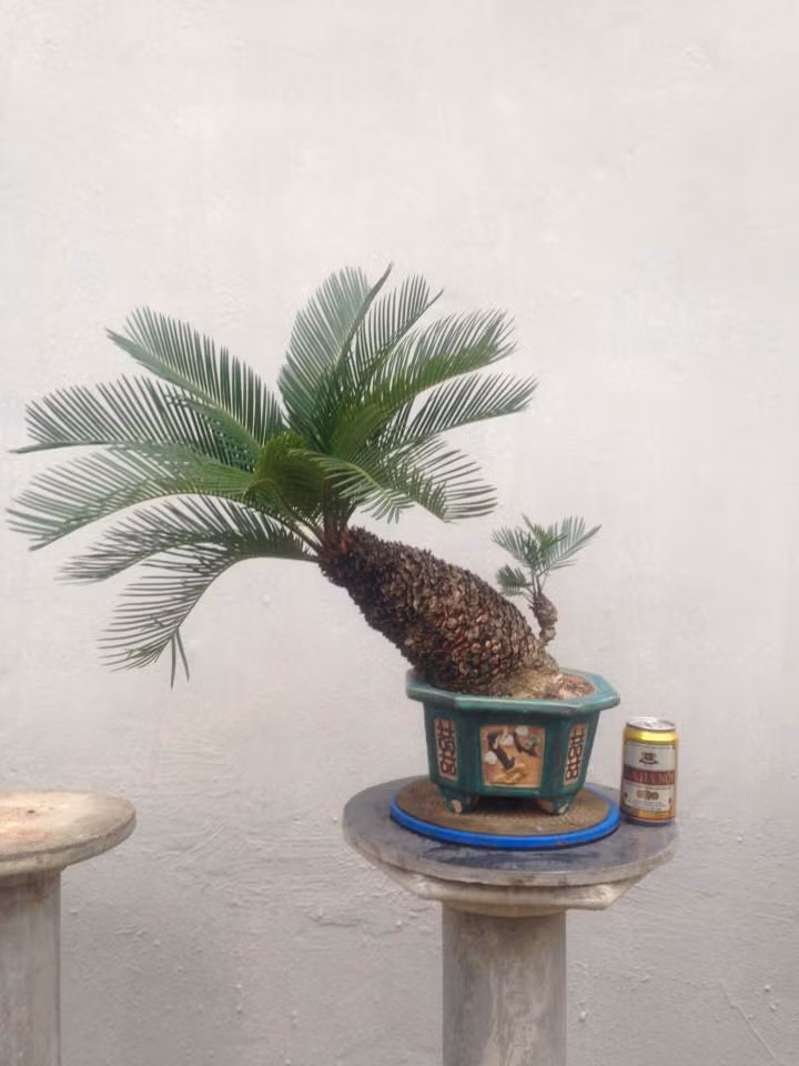 Nhờ kích thước nhỏ, mà vạn tuế mini bonsai thích hợp trang trí trong nhà. Ảnh: FB Phạm Cuốc Cường.