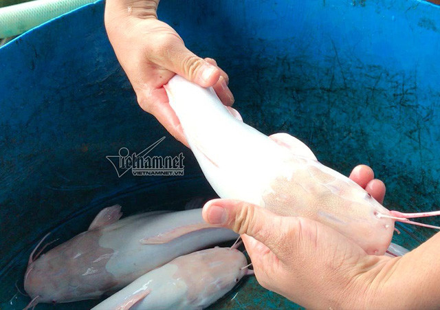 Với vé tham quan 10.000 đồng/khách, mỗi ngày gia đình cũng thu được tiền triệu. Thậm chí, có du khách muốn mua cá với giá triệu đồng/con. Ảnh: Vietnamnet.