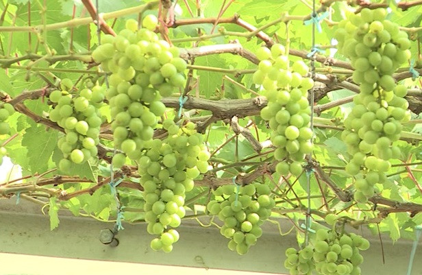 Vườn nho đặc biệt này rộng khoảng 400m2 với 30 gốc nho, bao gồm nho đỏ và nho xanh. Ảnh: Saigontv.
