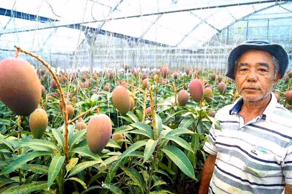 Cây xoài này đã 30 năm tuổi, cao hơn một mét, tán lá xòe rộng và trải đều ra mặt đất với đường kính lên tới 10m. Ảnh: Japanstyle.