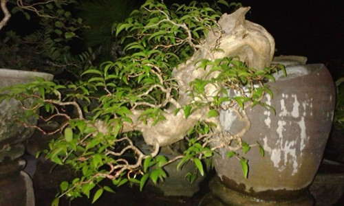Bằng lăng núi dáng huyền giống như một ngọn thác chảy qua ghềnh đá cheo leo. Ảnh: FB Thiên Nhiên bonsai.
