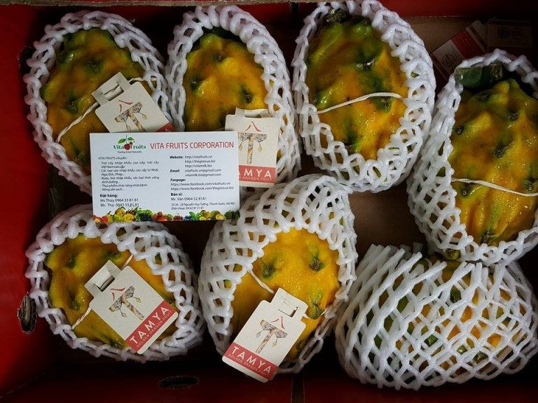 Quả thanh long vàng có hình bầu dục, hơi thuôn dài. Ảnh: Vitafruits.