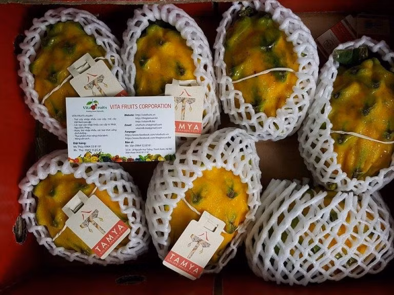 Quả thanh long vàng có hình bầu dục, hơi thuôn dài. Ảnh: Vitafruits.