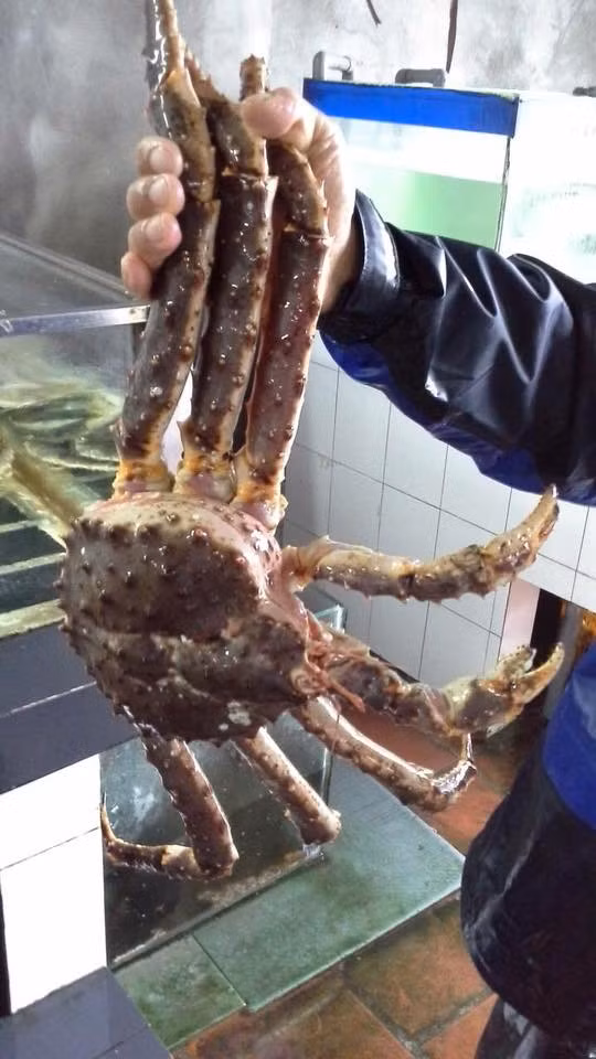 Cua hoàng đế Alaska (Canada) nặng từ 2,5 - 4kg, thậm chí 5kg, dài 1 mét được nhà giàu Việt săn mua bất chấp giá lên tới 10 triệu đồng/con. Ảnh: FB Siêu thị Huyền Chiến.