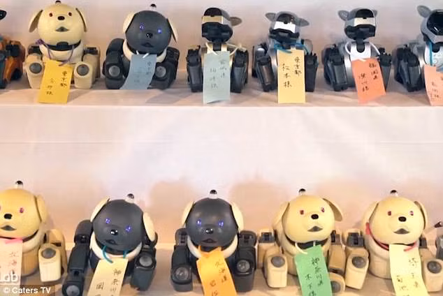 Những con chó robot được chủ nhân gửi đến đây sau khi ngừng hoạt động.