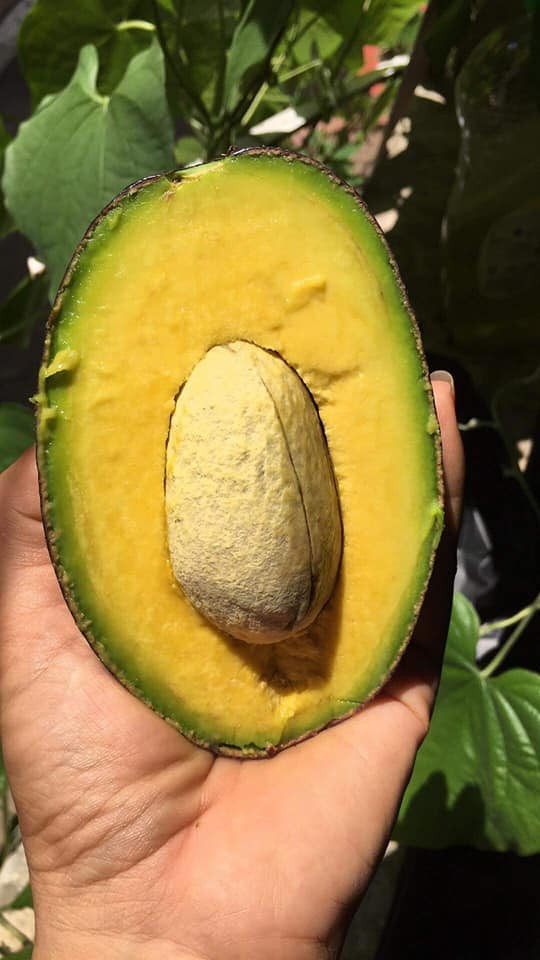 Bơ Cuba có thể bảo quản lâu mà không bị thâm đen như các loại bơ thông thường. Ảnh: FB Thu Hiền Nguyễn.