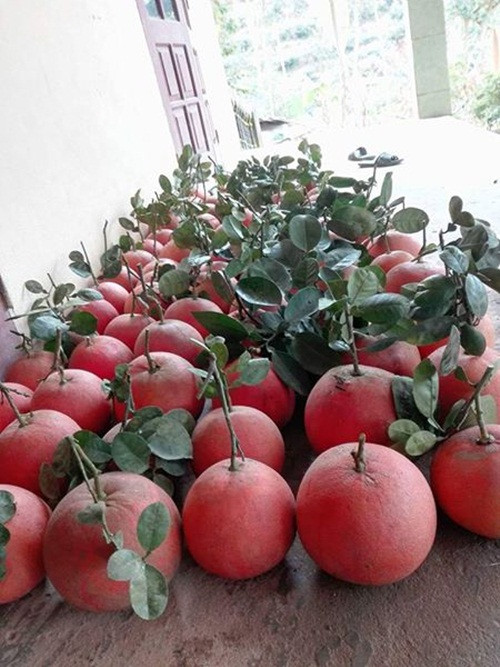 Trong khi đó, những quả bưởi đẹp cả về mẫu mã lẫn chất lượng có giá tới hơn 1 triệu đồng. Ảnh: FB Buoi Tien Vua.