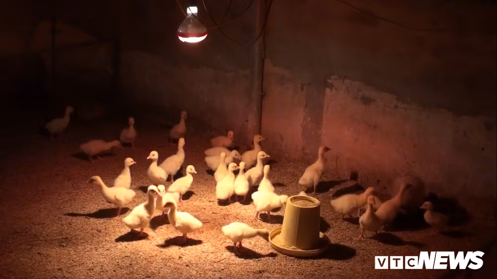 Ngỗng mới nở chưa qua 20 ngày có thể bán được 100.000 đồng/con. Với số lượng ngỗng bố mẹ 1.000 con, mỗi năm trang trại của anh Cường có thể xuất xuồng 10.000 con ngỗng thương phẩm.