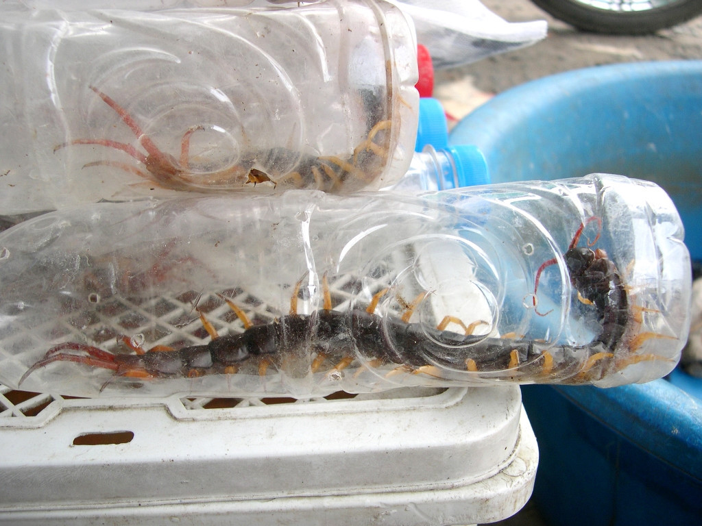 Rết hiếm hơn các loài khác, mỗi ngày chỉ có khoảng 10 con. Ảnh: Zing.