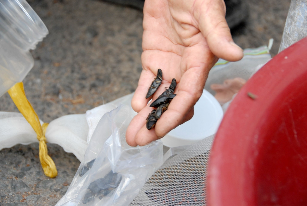 Các loài côn trùng tại chợ Tịnh Biên có giá từ vài nghìn đồng đến vài chục đồng/con, tùy kích cỡ. Ảnh: Zing.