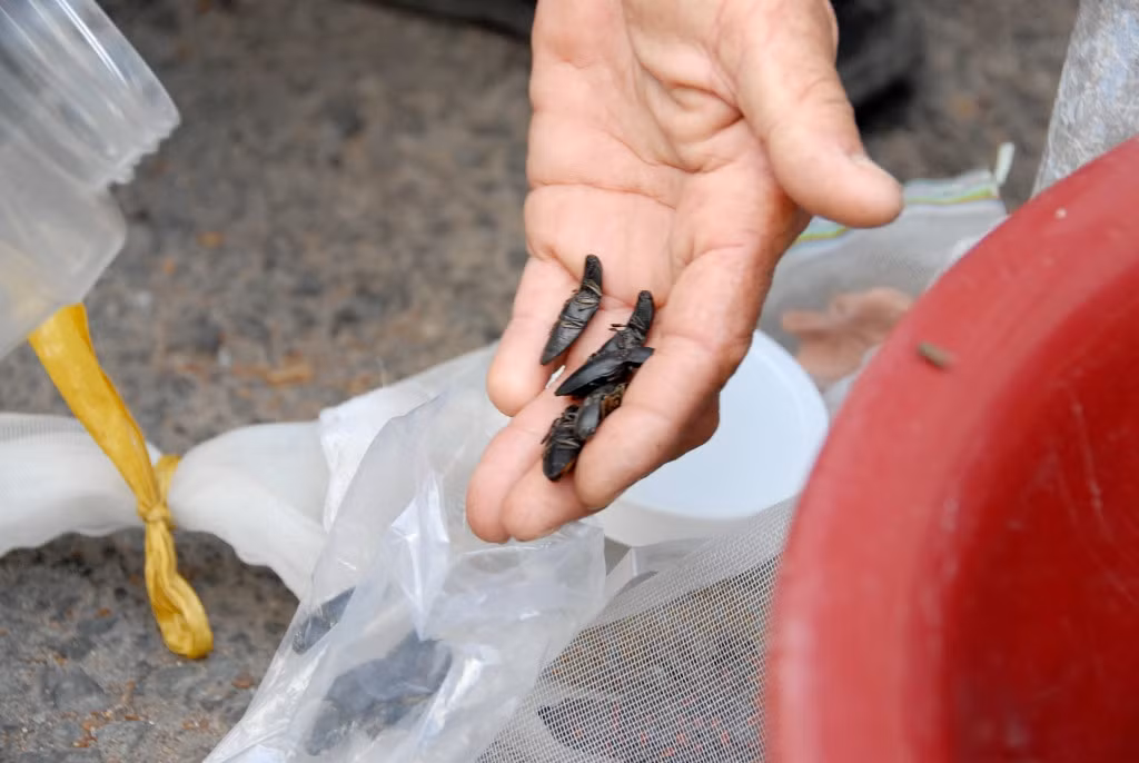 Các loài côn trùng tại chợ Tịnh Biên có giá từ vài nghìn đồng đến vài chục đồng/con, tùy kích cỡ. Ảnh: Zing.