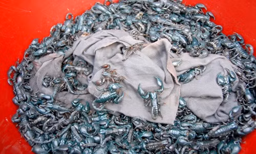 Vào tháng cao điểm (tháng giêng đến tháng 5), người bán côn trùng tập trung về chợ đông nhất để phục vụ khách du lịch viếng chùa Bà Chúa Xứ núi Sam (Châu Đốc). Ảnh: Zing.