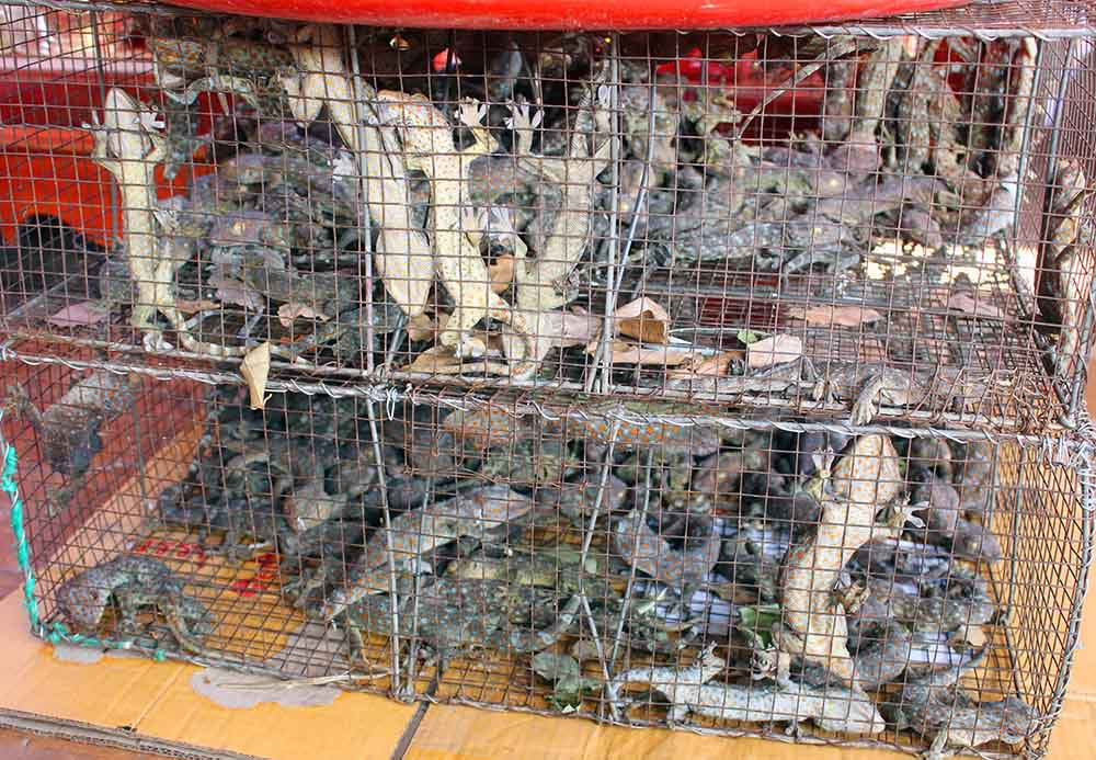 Các loại côn trùng đuợc bày bán phổ biến và hút khách tại chợ là mối chúa, tắc kè, bọ cạp, rết, rắn mối, bìm bịp, nhện…Ảnh: Vietnamnet.