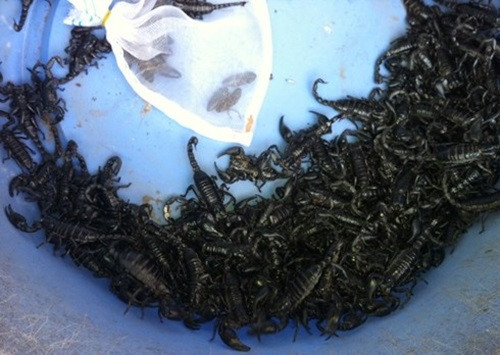 Chỉ tính riêng bò cạp, mỗi hàng có thể bán ra từ 500 – 600 con/ngày. Ảnh: VOV.