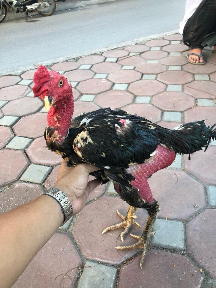 Nam cho biết, không giống với các loại gà khác, chế độ ăn của gà chọi phải tuân thủ những tiêu chuẩn nghiêm ngặt như “ăn chín, uống sôi”. Ảnh: FB Nguyễn Hoài Nam.