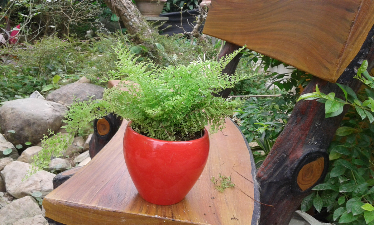 Dương xỉ lá nhuyễn tính chịu hạn cao nên không cần nhiều công chăm sóc. Ảnh: Giahuygarden.