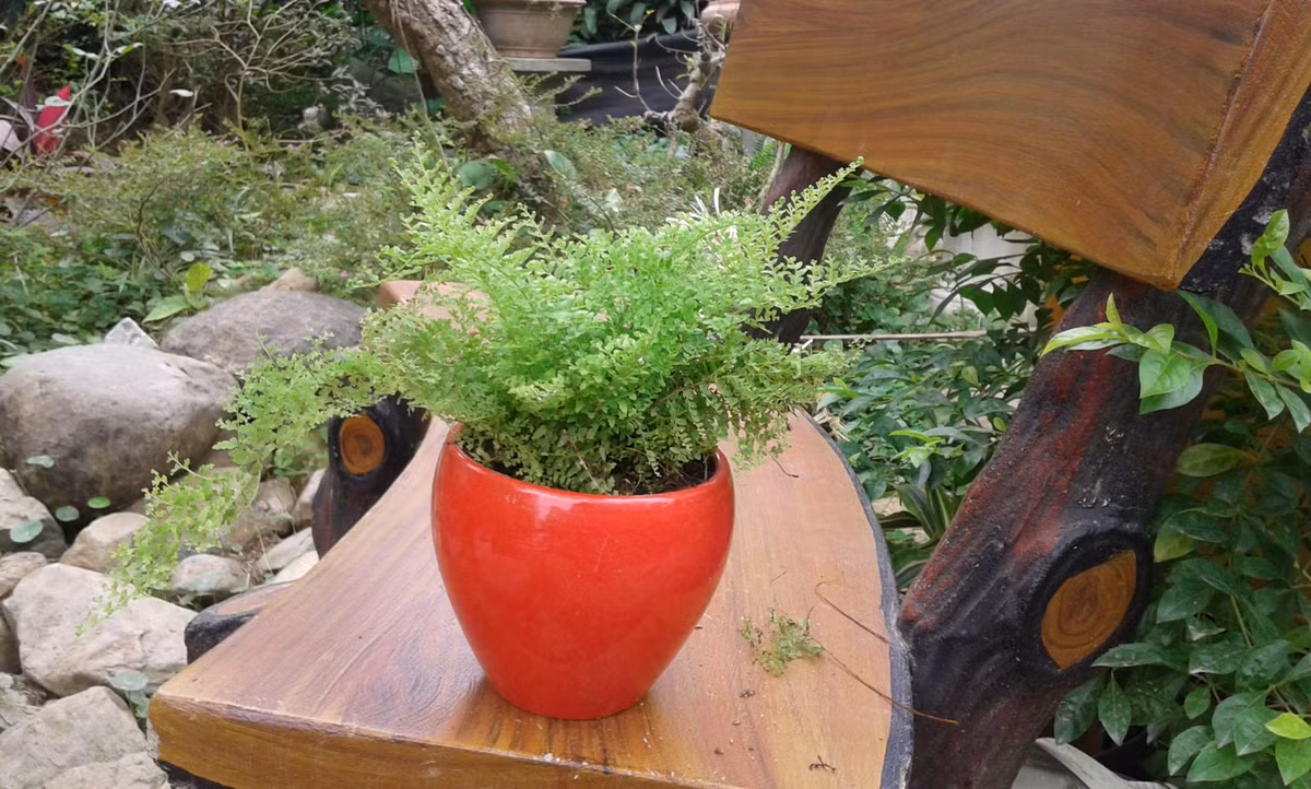 Dương xỉ lá nhuyễn tính chịu hạn cao nên không cần nhiều công chăm sóc. Ảnh: Giahuygarden.