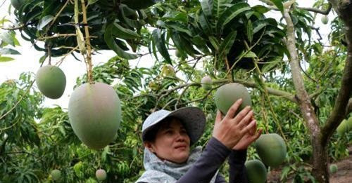 Có thời điểm, xoài Úc của ông Thơ được thương lái thu mua tận vườn với giá 100.000 đồng/kg. Thậm chí, có hách hàng đặt mua để xuất khẩu. Ảnh: TTXVN.