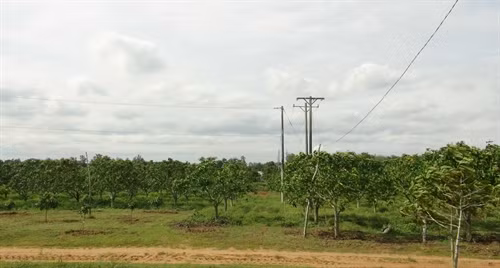 Cách đây 2 năm, sản phẩm xoài cát ở trang trại Long Sơn (huyện Cầu Ngang, tỉnh Trà Vinh) đã được chứng nhận đạt tiêu chuẩn Global GAP. Ảnh: TTXVN.