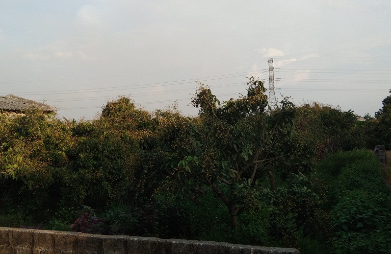 Nếu như năm ngoái, nhãn ra hoa đúng đợt mưa, quả đậu ít thì năm nay tỉ lệ nhãn đậu quả đến hơn 90%.