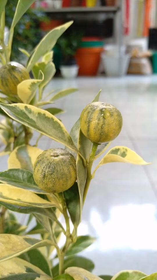 Thị trường cây cảnh Tết năm nay lần đầu tiên xuất hiện cây tắc cẩm thạch độc đáo và mới lạ. Ảnh: FB Cây Kiểng Thủy Mộc.