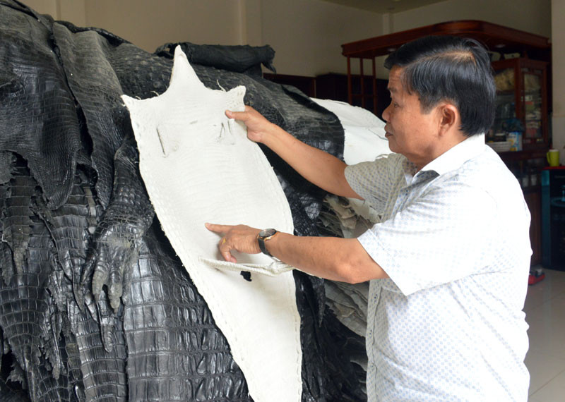 Trang trại của ông Mai còn xuất khẩu da qua chế biến và các sản phẩm mỹ nghệ từ da cá sấu sang thị trường các nước Nhật Bản, Hàn Quốc, Italia, Trung Quốc, Thái Lan, Campuchia. Ảnh: Hanoinoi. Video: Cà Mau: Đa số chuồng trại nuôi cá sấu tự phát không an toàn (26.06.2013). Nguồn: VTC14.