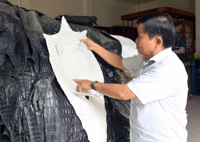 Trang trại của ông Mai còn xuất khẩu da qua chế biến và các sản phẩm mỹ nghệ từ da cá sấu sang thị trường các nước Nhật Bản, Hàn Quốc, Italia, Trung Quốc, Thái Lan, Campuchia. Ảnh: Hanoinoi. Video: Cà Mau: Đa số chuồng trại nuôi cá sấu tự phát không an toàn (26.06.2013). Nguồn: VTC14.