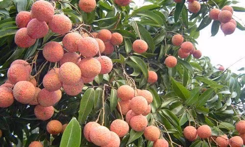 Những ngày này, những vườn vải chín sớm Thanh Hà (Hải Dương) đang bắt đầu cho thu hoạch. Ảnh: FB Huyen Anh.