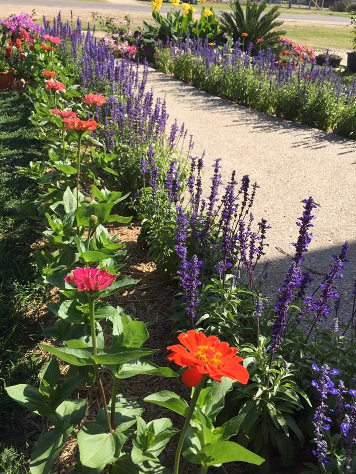 Lối dẫn vào nhà ngập sắc hoa oải hương. Ảnh: Doisongphaply.