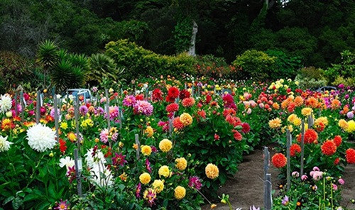 Thược dược cho hoa nhiều màu sắc từ tía sậm màu đến đỏ, cam, hồng, trắng. Nó được ví như Á Hậu của các loại hoa trong vườn. Ảnh: Caycanhthanglong.