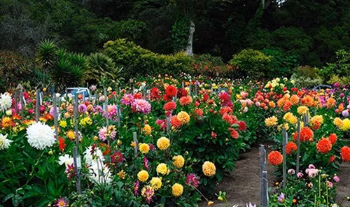 Thược dược cho hoa nhiều màu sắc từ tía sậm màu đến đỏ, cam, hồng, trắng. Nó được ví như Á Hậu của các loại hoa trong vườn. Ảnh: Caycanhthanglong.