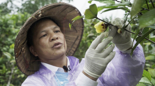 Theo tìm hiểu của PV, trước đây cây hoa trà thường mọc hoang trong rừng núi ở Ba Chẽ.