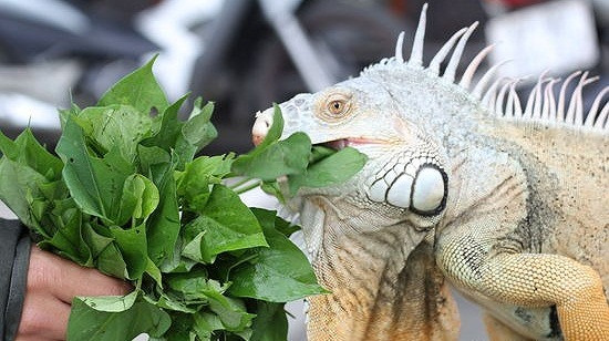 Bên cạnh các loại rau, củ, cự đà còn được bổ sung canxi thường xuyên. Bởi nếu thiếu canxi, cự đà sẽ dễ bị thoái hoá xương khớp sớm. Ảnh: Baonghean.