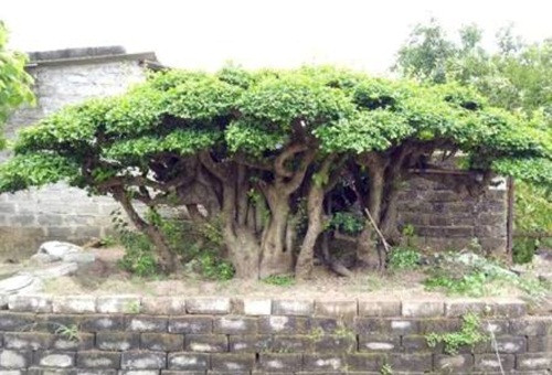 Cây có dáng bề thế, cổ kính, bách tán, được rao bán đến 1,2 tỷ đồng. Ảnh: NLD.