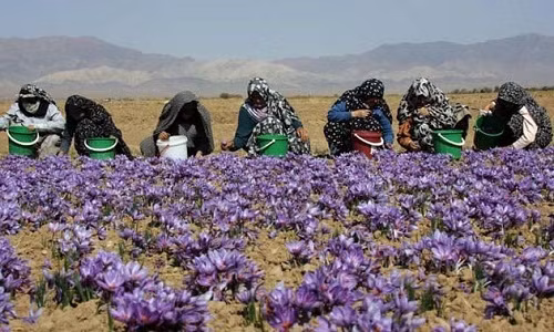 Saffron quý hơn vàng bởi loại hoa này chỉ nở trong một thời gian rất ngắn và việc thu hoạch cũng rất kỳ công. Ảnh: Theguardian.