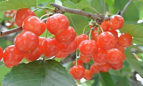 Mùa thu hoạch cherry Sato Nishiki là từ tháng 5 đến tháng 7. Mỗi mùa hè, tỉnh Yamagata cung cấp 70% sản lượng cherry cho cả nước. Ảnh: Globalfruit.