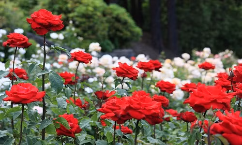 Tháng 10 có thêm một đợt hoa nở nhưng ít hơn tháng 5. Ảnh: Information Of Garden.