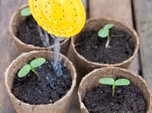 Kế đến dùng bình xịt tưới đất ẩm cho cây nhanh nảy mầm. Lưu ý cây không chịu được rét và sương giá nên tốt nhất gieo vào mùa xuân hoặc đầu hè. Nên tưới đều đặn 1-2 lần/ngày để đảm bảo đất ẩm. Ảnh: KenhSaoViet.