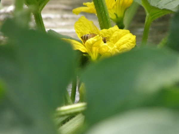 Hoa dưa Yubari có màu vàng, thu hút nhiều ong đến lấy mật. Ảnh: Yubari-resort.