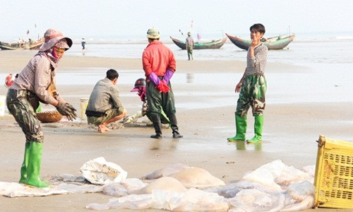 Thời điểm này, nhiều ngư dân tạm gác ra khơi dài ngày để săn sứa biển ven bờ. Ảnh: Baohatinh.