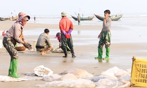 Thời điểm này, nhiều ngư dân tạm gác ra khơi dài ngày để săn sứa biển ven bờ. Ảnh: Baohatinh.